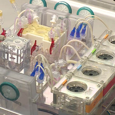 Project ATHENA creates surrogate human organ systems (image courtesy of Los Alamos National Laboratory).