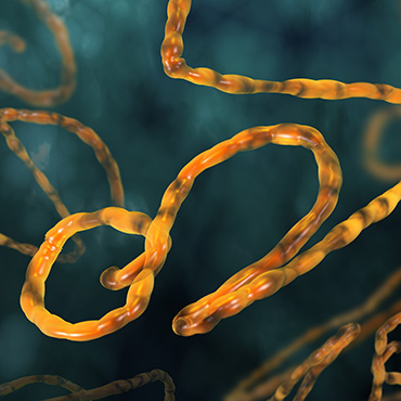 Shutterstock image: ebola virus.