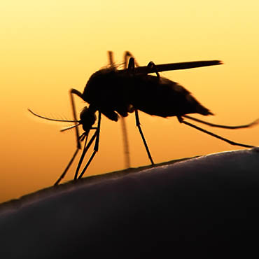 Shutterstock image: mosquito sucking blood.
