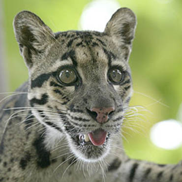Photo of a clouded leopard at the Smithsonian National Zoological Park.