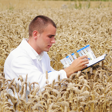 Scientist in grain field