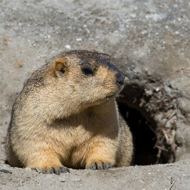 Burrowing marmot. Shutterstock image.